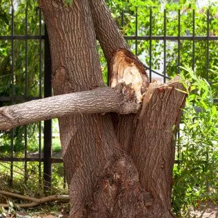 Local outdoor landscaping with custom design in Cocoa, FL by TreeDrop Landscaping & Removal