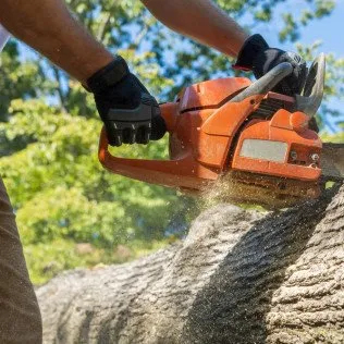 Top-rated yard cleanup service in Cocoa, FL by TreeDrop Landscaping & Removal