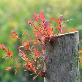 Professional yard cleanup service in Cocoa, FL by TreeDrop Landscaping & Removal