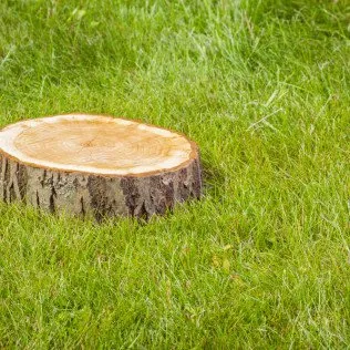 Reliable outdoor landscaping in Cocoa, FL - TreeDrop Landscaping & Removal