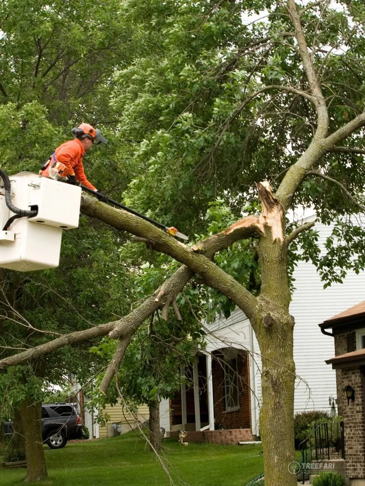 Local yard maintenance in Austin, TX by Treefari