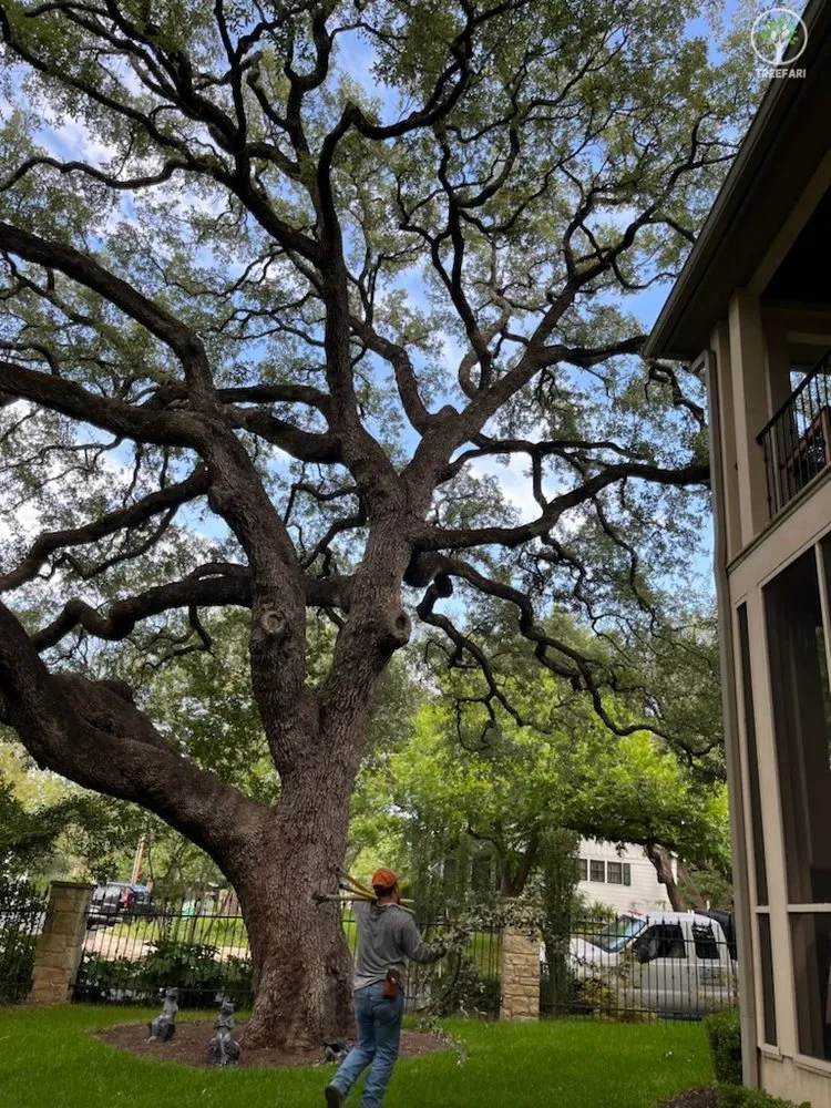 Top-rated lawn mowing service with custom design across Austin, TX - Treefari