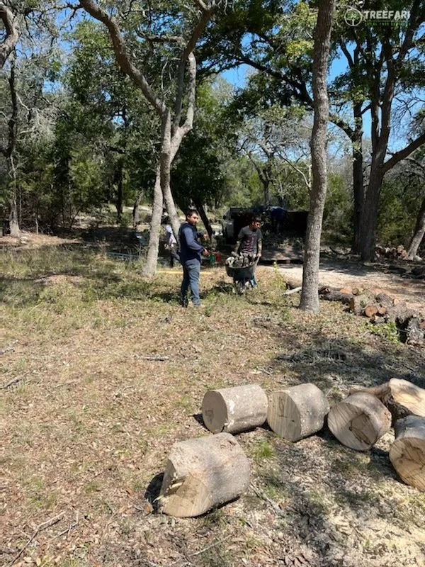 Affordable landscape design in Austin, TX by Treefari