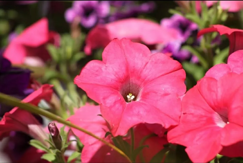 Professional lawn care service in Rexburg, ID by Treehouse Nursery & Landscape