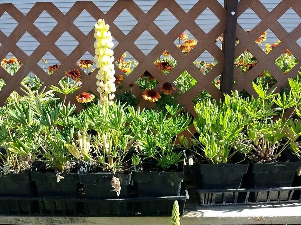 Local yard maintenance for outdoor upgrades across Rexburg, ID - Treehouse Nursery & Landscape