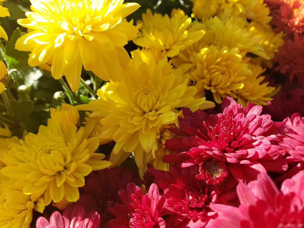 Reliable yard cleanup service for year-round maintenance in Rexburg, ID by Treehouse Nursery & Landscape