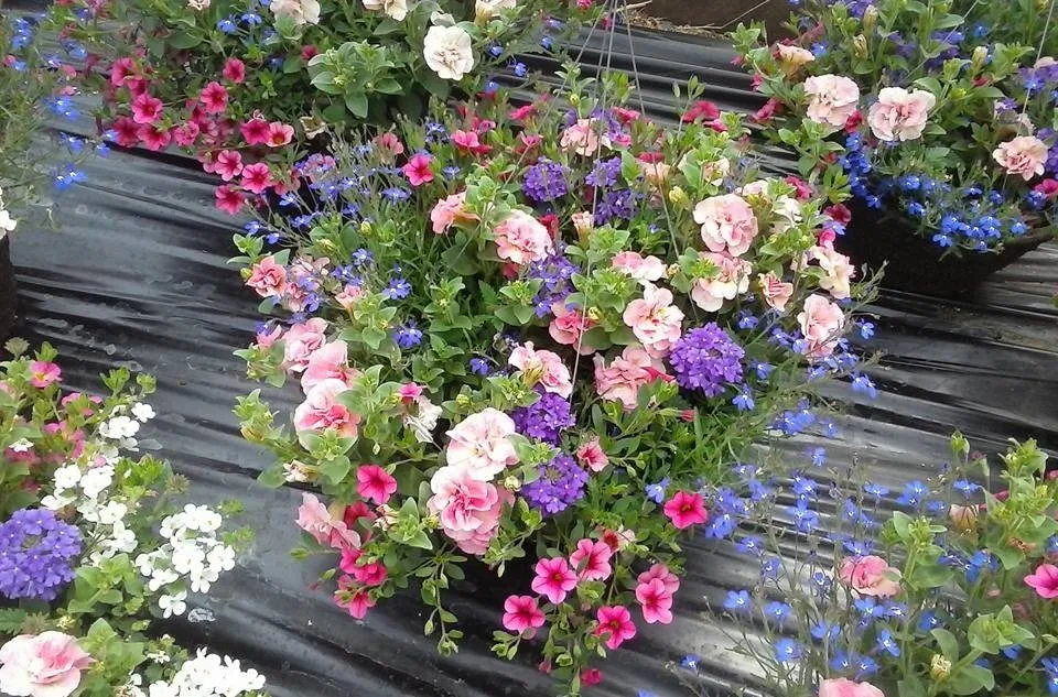 Local yard cleanup service with custom design across Rexburg, ID - Treehouse Nursery & Landscape