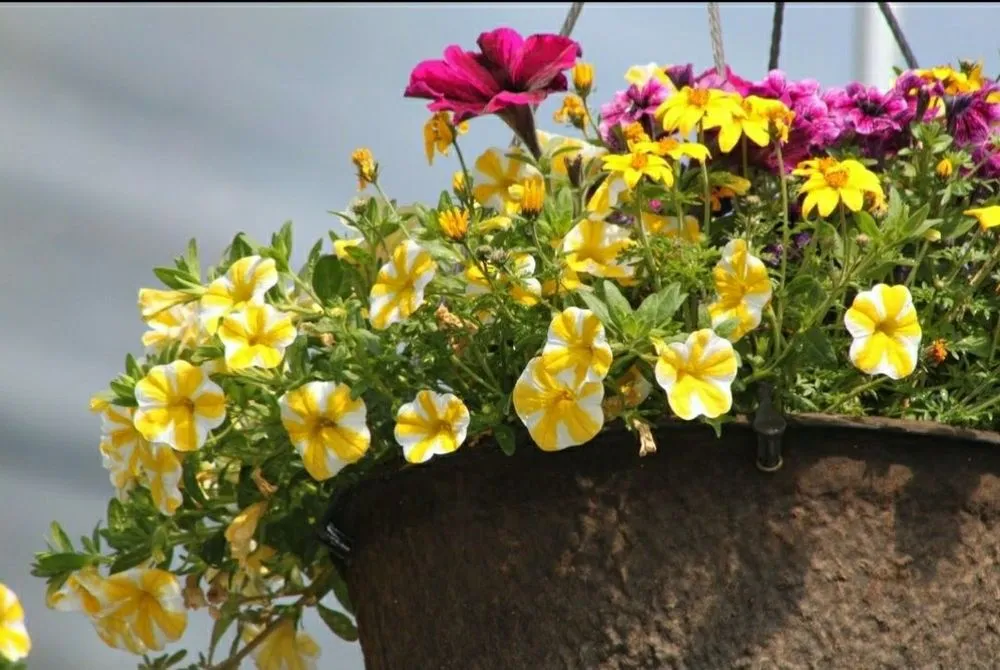 Professional outdoor landscaping in Rexburg, ID by Treehouse Nursery & Landscape