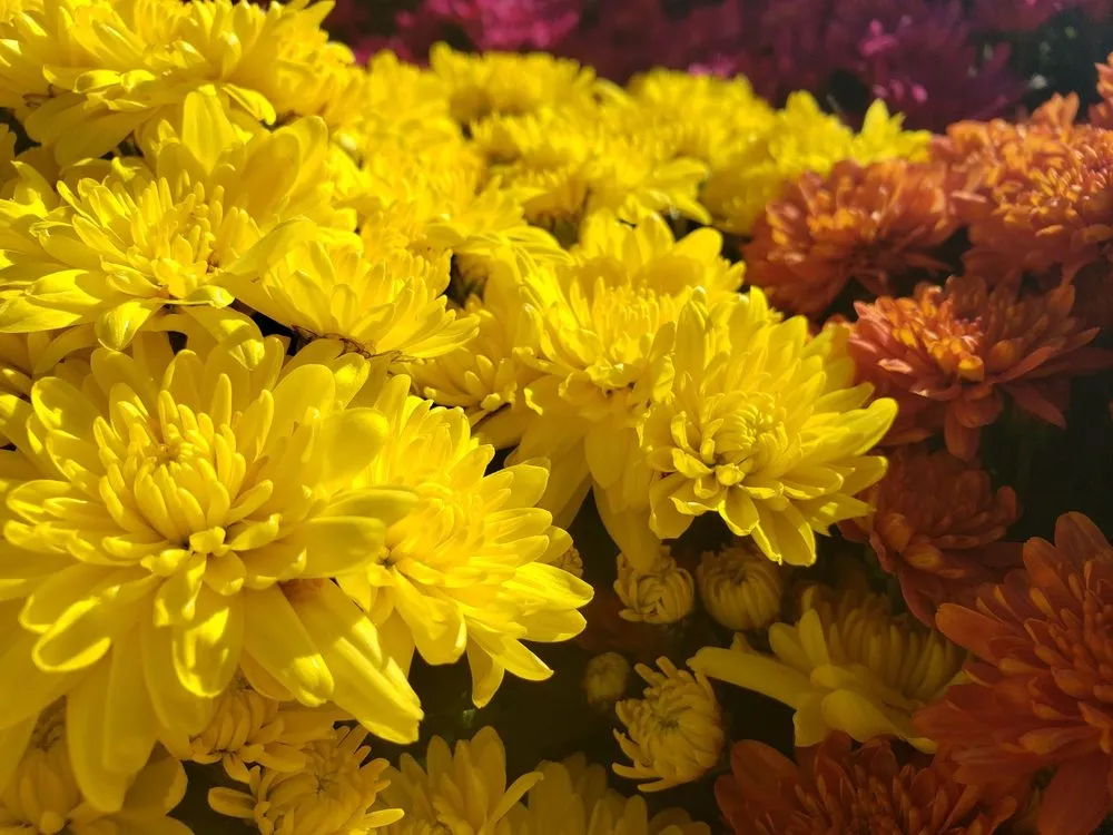 Trusted yard cleanup service for year-round maintenance in Rexburg, ID by Treehouse Nursery & Landscape