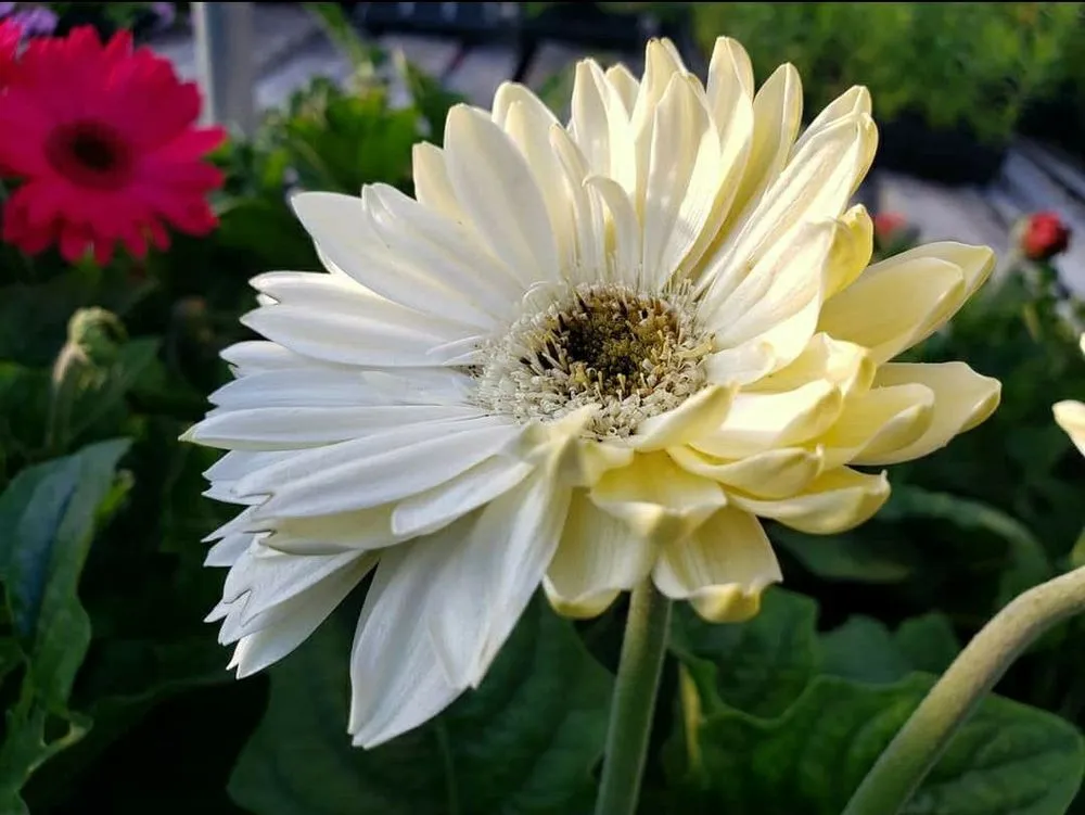 Trusted yard maintenance in Rexburg, ID - Treehouse Nursery & Landscape