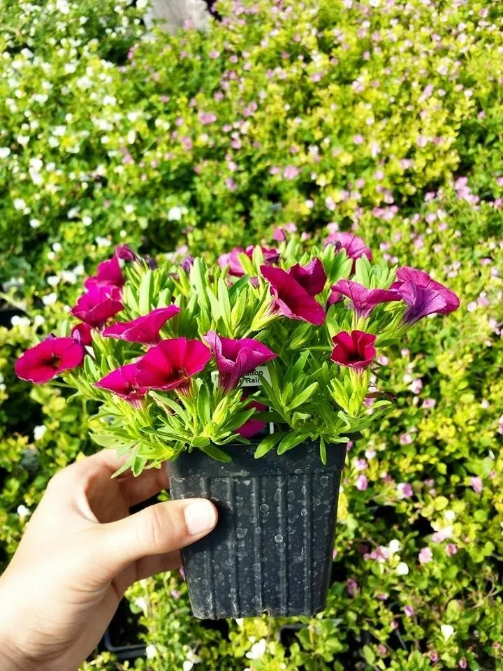 Expert yard maintenance for outdoor upgrades in Rexburg, ID by Treehouse Nursery & Landscape