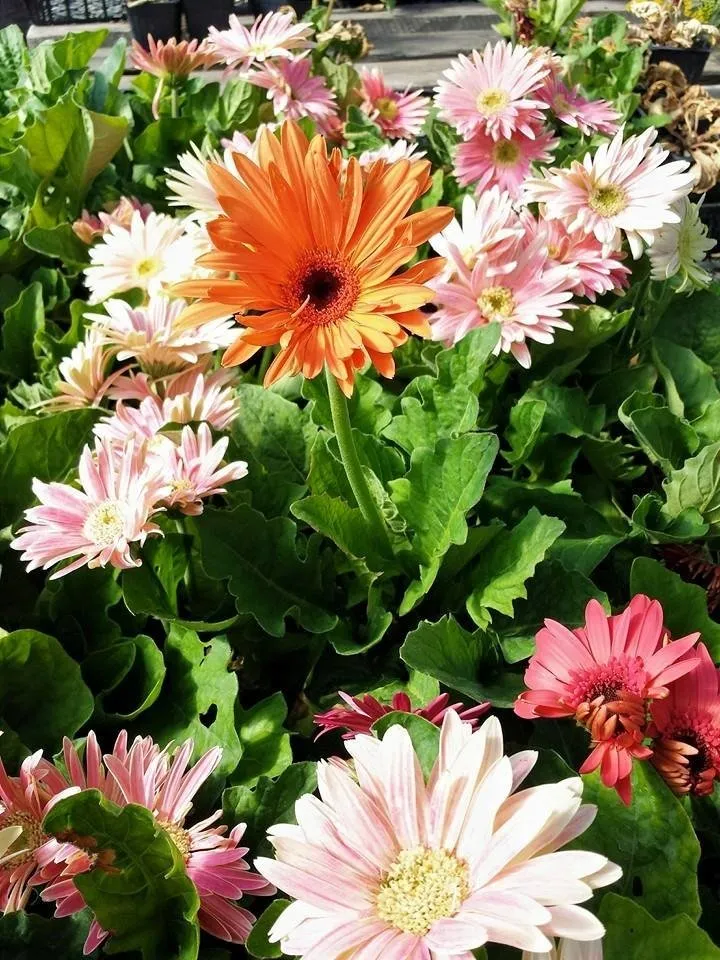 Top-rated residential landscaping in Rexburg, ID by Treehouse Nursery & Landscape