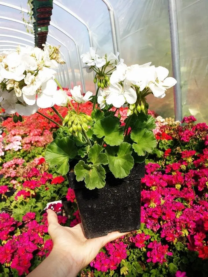 Expert lawn mowing service for year-round maintenance in Rexburg, ID by Treehouse Nursery & Landscape