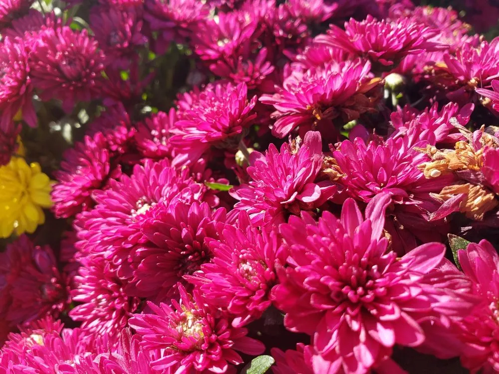 Local landscape design in Rexburg, ID - Treehouse Nursery & Landscape