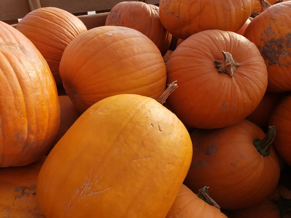 Professional residential landscaping experts serving Rexburg, ID - Treehouse Nursery & Landscape