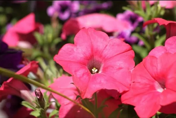 Treehouse Nursery & Landscape Logo