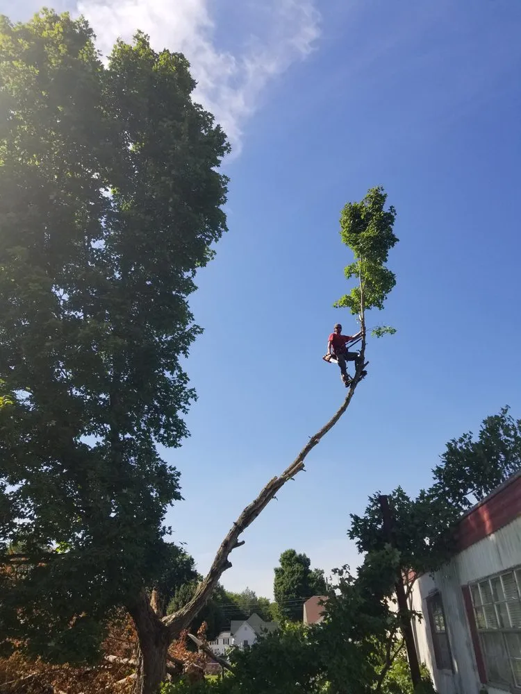 Reliable yard maintenance for year-round maintenance across Bowling Green, KY - Treehuggers Tree Service