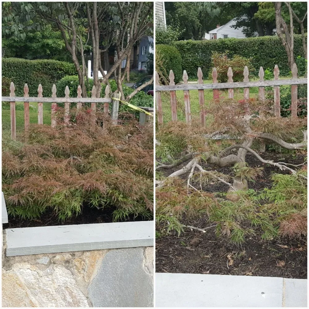 Custom yard cleanup service in Stratford, CT - TreeLine