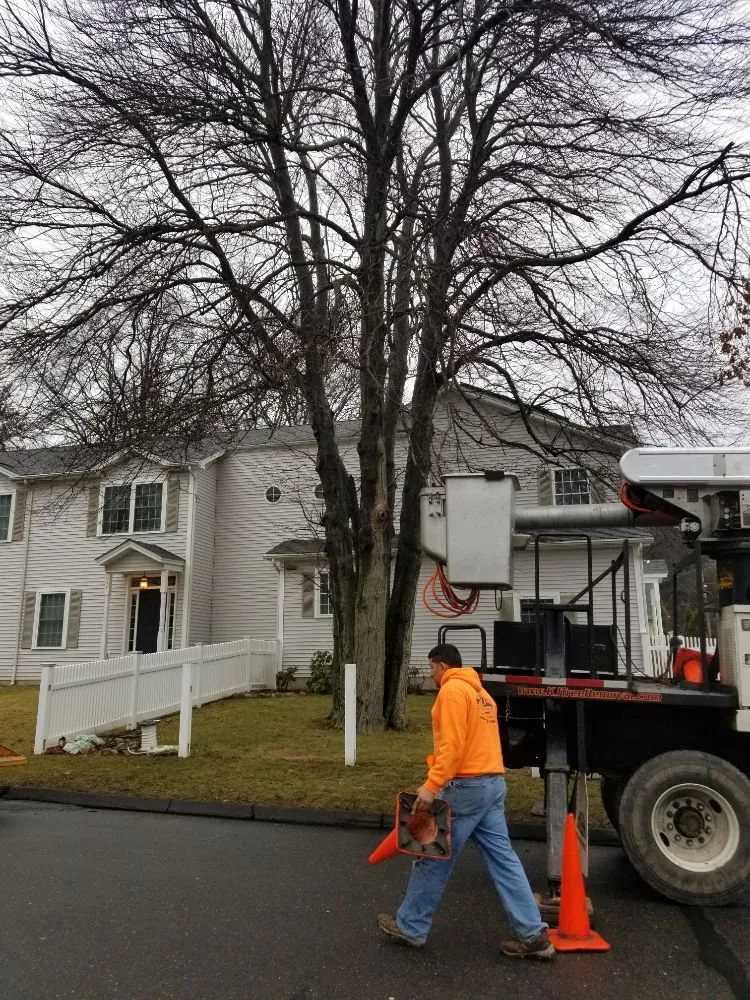 Expert yard cleanup service for residential properties across Stratford, CT - TreeLine