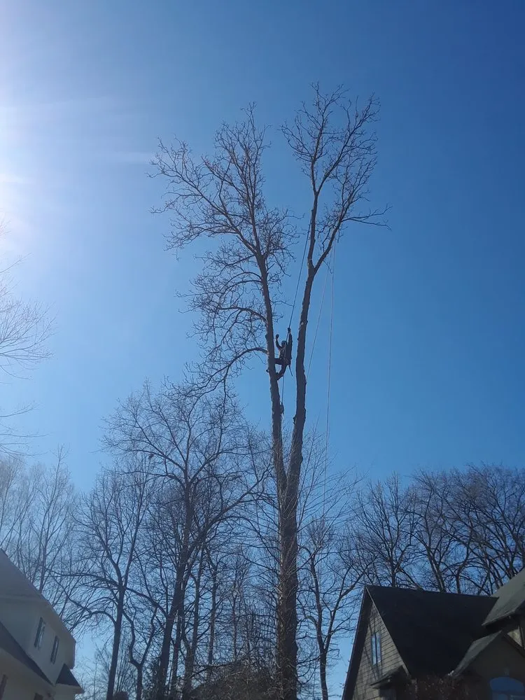 Professional residential landscaping in Troy, MI by Treeman Tree Experts