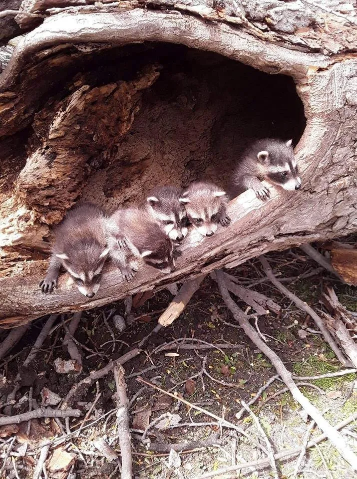 Local outdoor landscaping for year-round maintenance in Troy, MI by Treeman Tree Experts