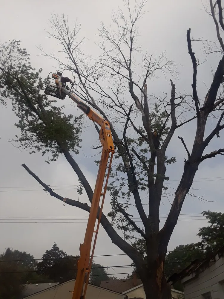 Reliable landscape installation with custom design in Troy, MI by Treeman Tree Experts