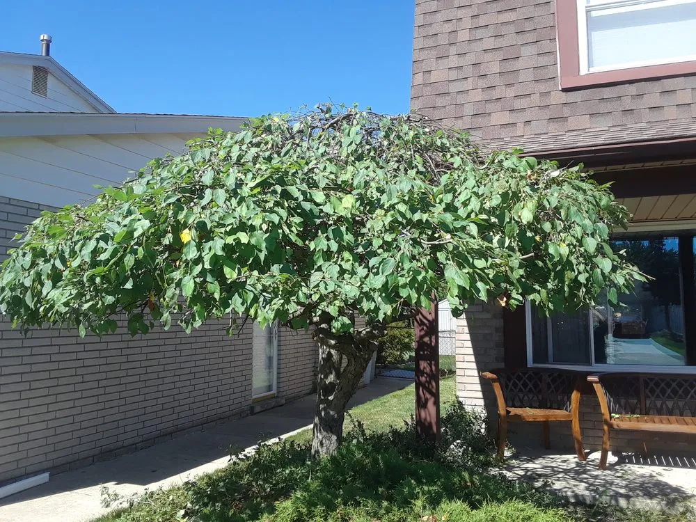 Local lawn care service for year-round maintenance in Troy, MI by Treeman Tree Experts