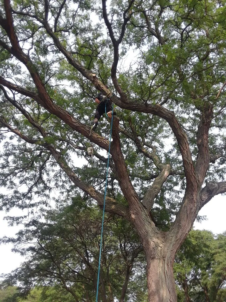 Local residential landscaping in Troy, MI - Treeman Tree Experts