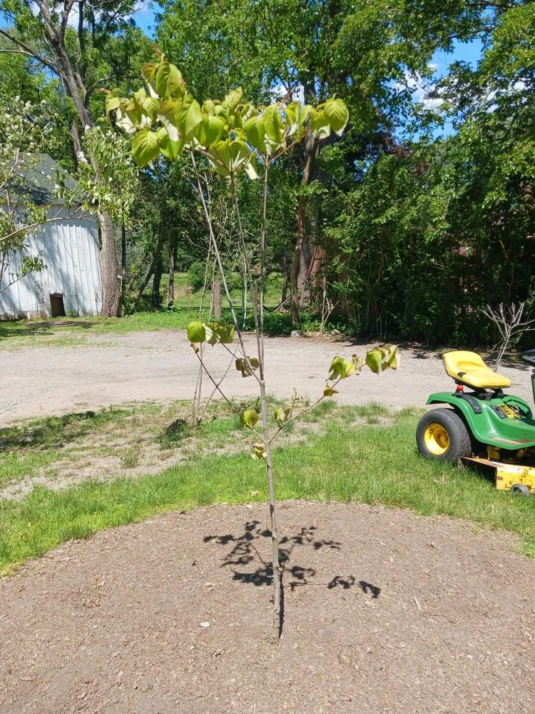 Professional lawn care service for beautiful yards in Troy, MI by Treeman Tree Experts