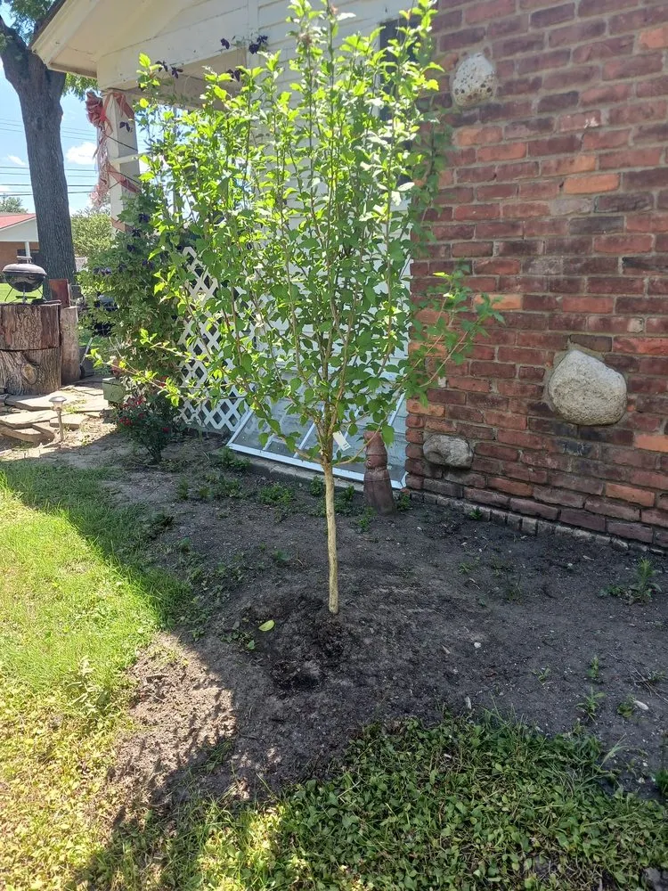 Local residential landscaping in Troy, MI - Treeman Tree Experts