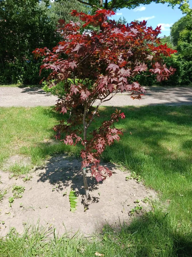 Local yard maintenance for beautiful yards across Troy, MI - Treeman Tree Experts