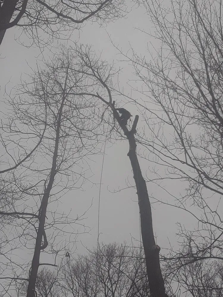 Local residential landscaping experts serving Troy, MI - Treeman Tree Experts