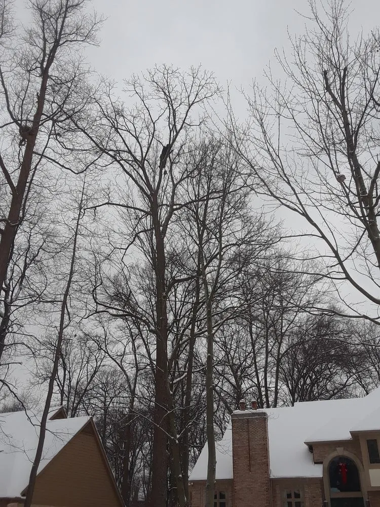 Custom landscaping services in Troy, MI by Treeman Tree Experts