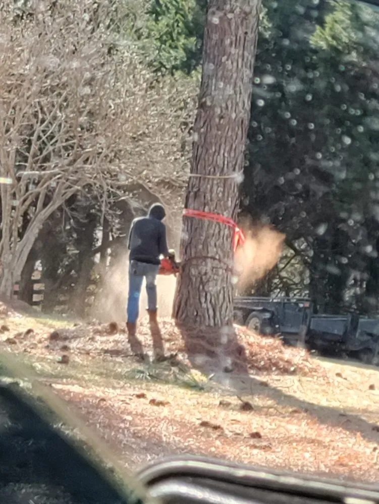 Reliable yard cleanup service experts serving Easley, SC - Treemans Tree Service