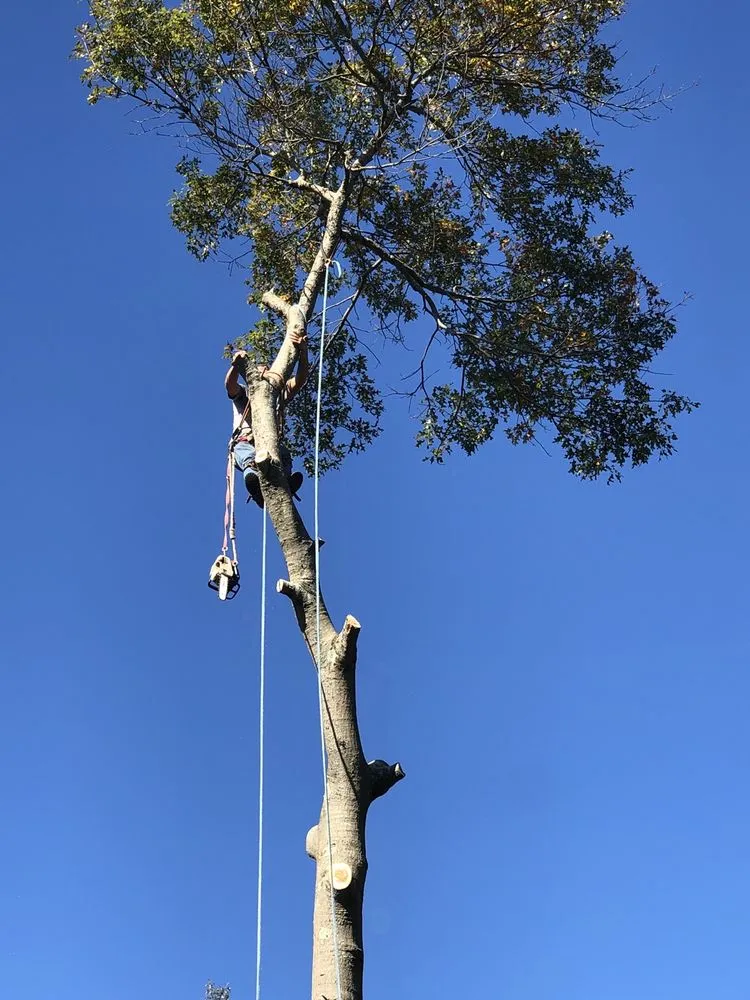 Top-rated lawn mowing service in Brick, NJ - TreeMasters