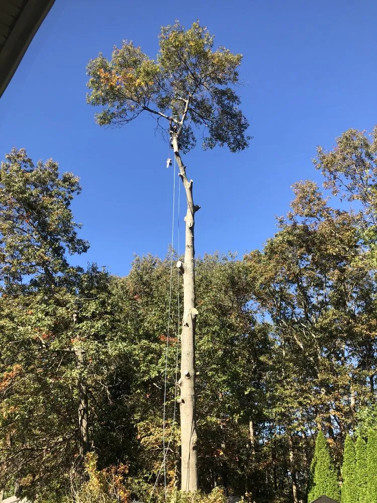 Local lawn care service in Brick, NJ - TreeMasters