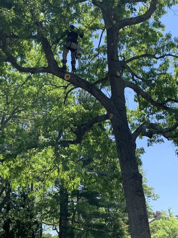 Trusted yard cleanup service for beautiful yards in Brick, NJ by TreeMasters