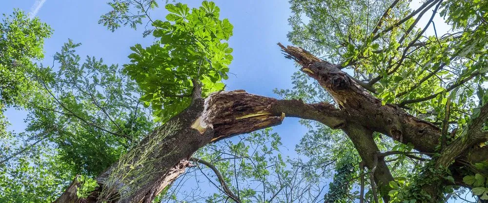 Affordable residential landscaping experts serving Brick, NJ - TreeMasters