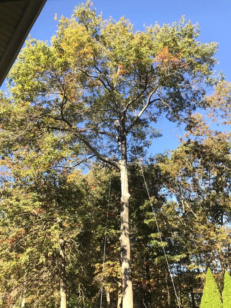 Affordable yard maintenance experts serving Brick, NJ - TreeMasters