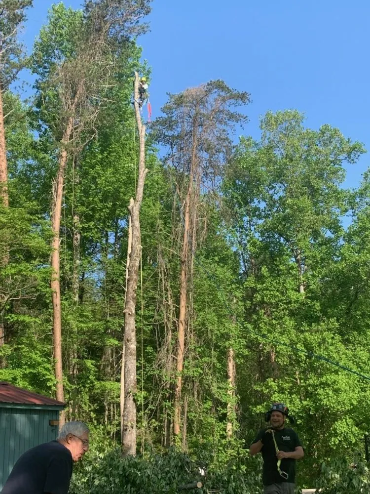 Local garden landscaping for residential properties across Gainesville, GA - TreeMax Expert Tree Service