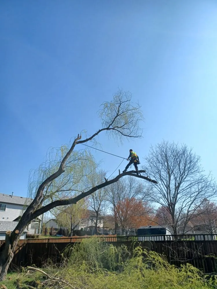 Custom yard cleanup service for residential properties across Indianapolis, IN - Treemendous Tree & Landscape