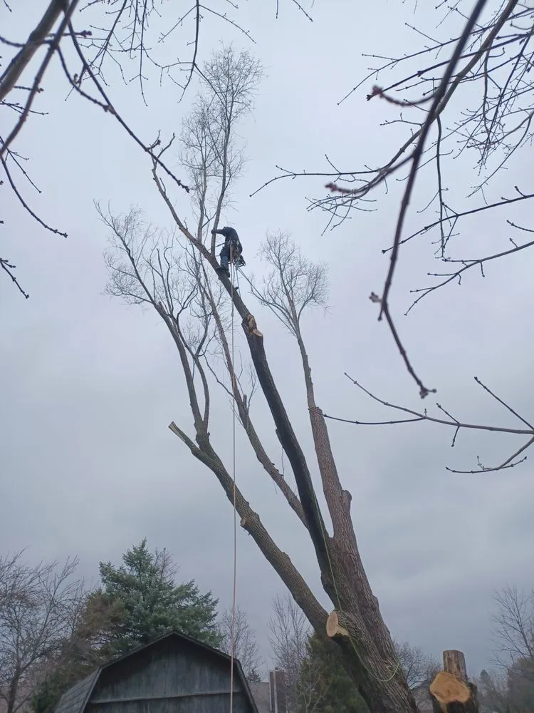 Local lawn mowing service experts serving Indianapolis, IN - Treemendous Tree & Landscape