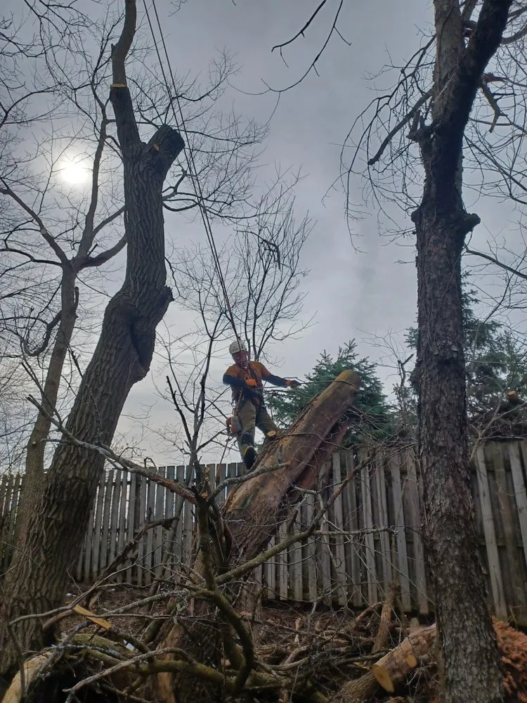 Professional lawn care service experts serving Indianapolis, IN - Treemendous Tree & Landscape