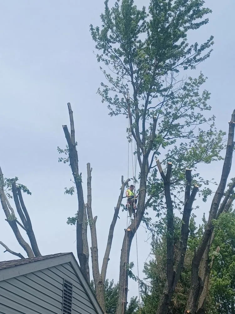 Expert landscape design near you across Indianapolis, IN - Treemendous Tree & Landscape