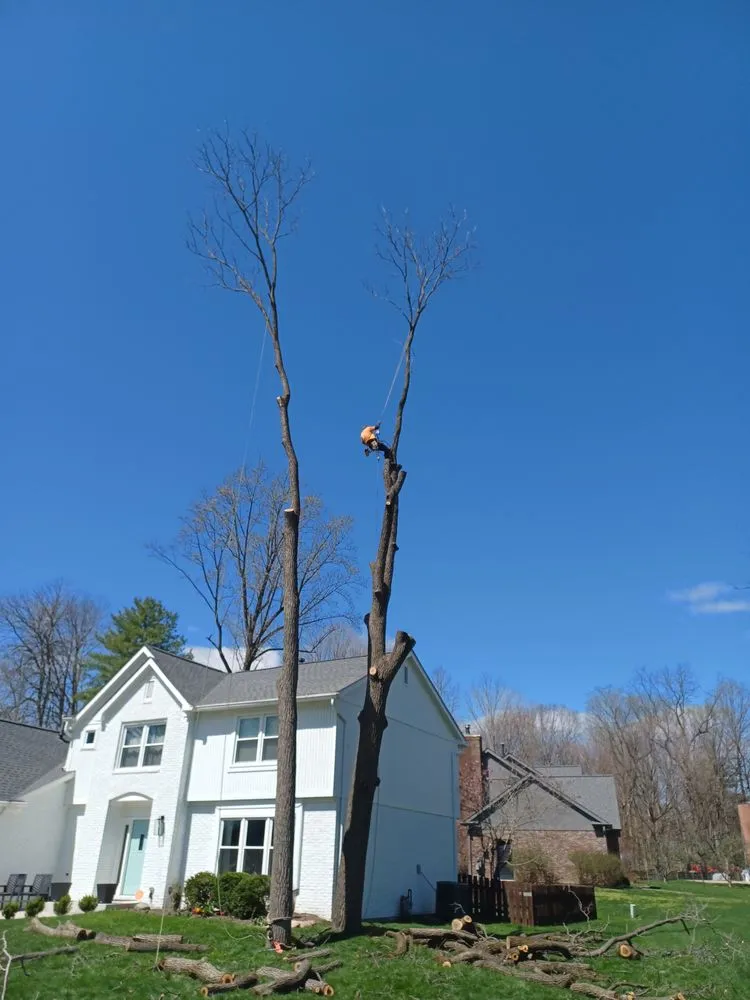 Expert yard maintenance experts serving Indianapolis, IN - Treemendous Tree & Landscape