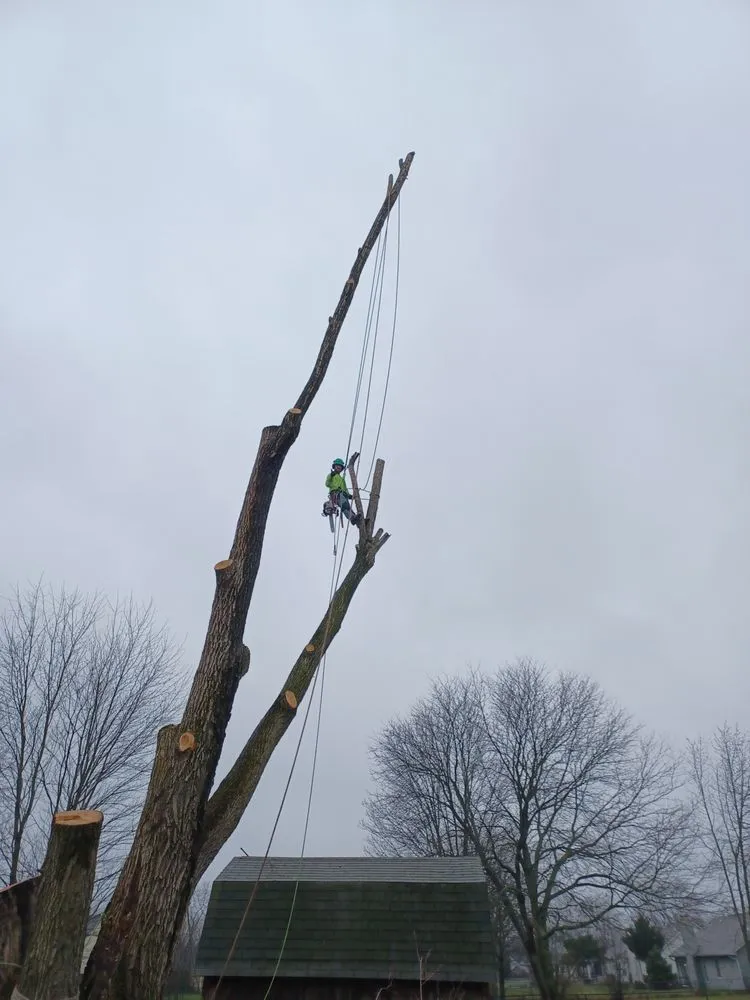 Professional lawn care service in Indianapolis, IN by Treemendous Tree & Landscape