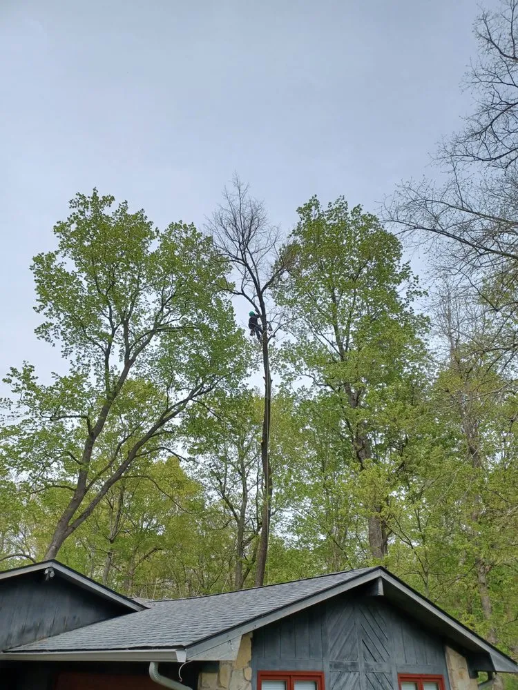 Top-rated outdoor landscaping for residential properties across Indianapolis, IN - Treemendous Tree & Landscape