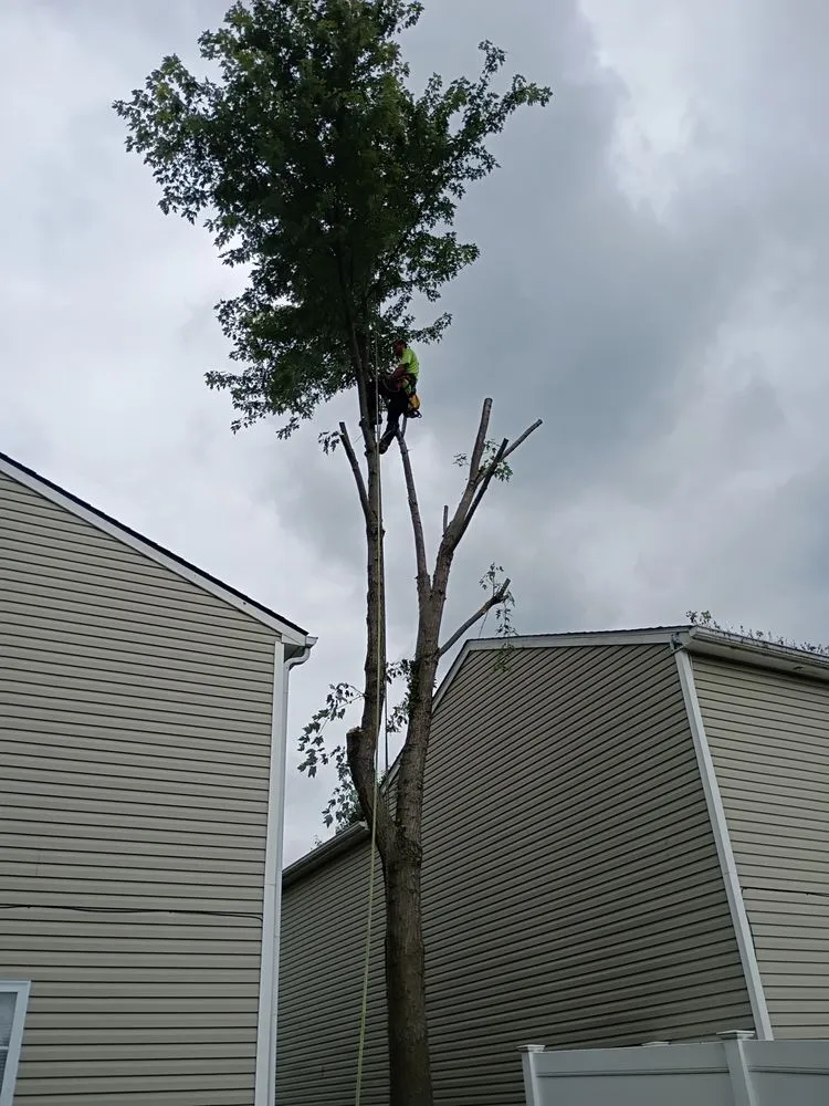 Top-rated outdoor landscaping in Indianapolis, IN - Treemendous Tree & Landscape