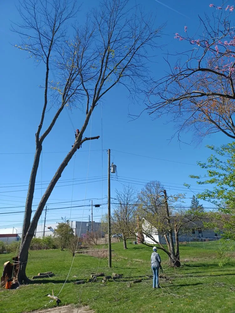 Reliable landscaping services in Indianapolis, IN by Treemendous Tree & Landscape