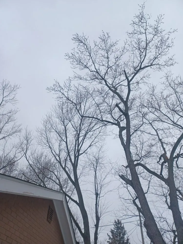 Affordable lawn care service for beautiful yards in Indianapolis, IN by Treemendous Tree & Landscape